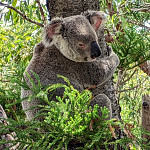 icon Magnetic Island